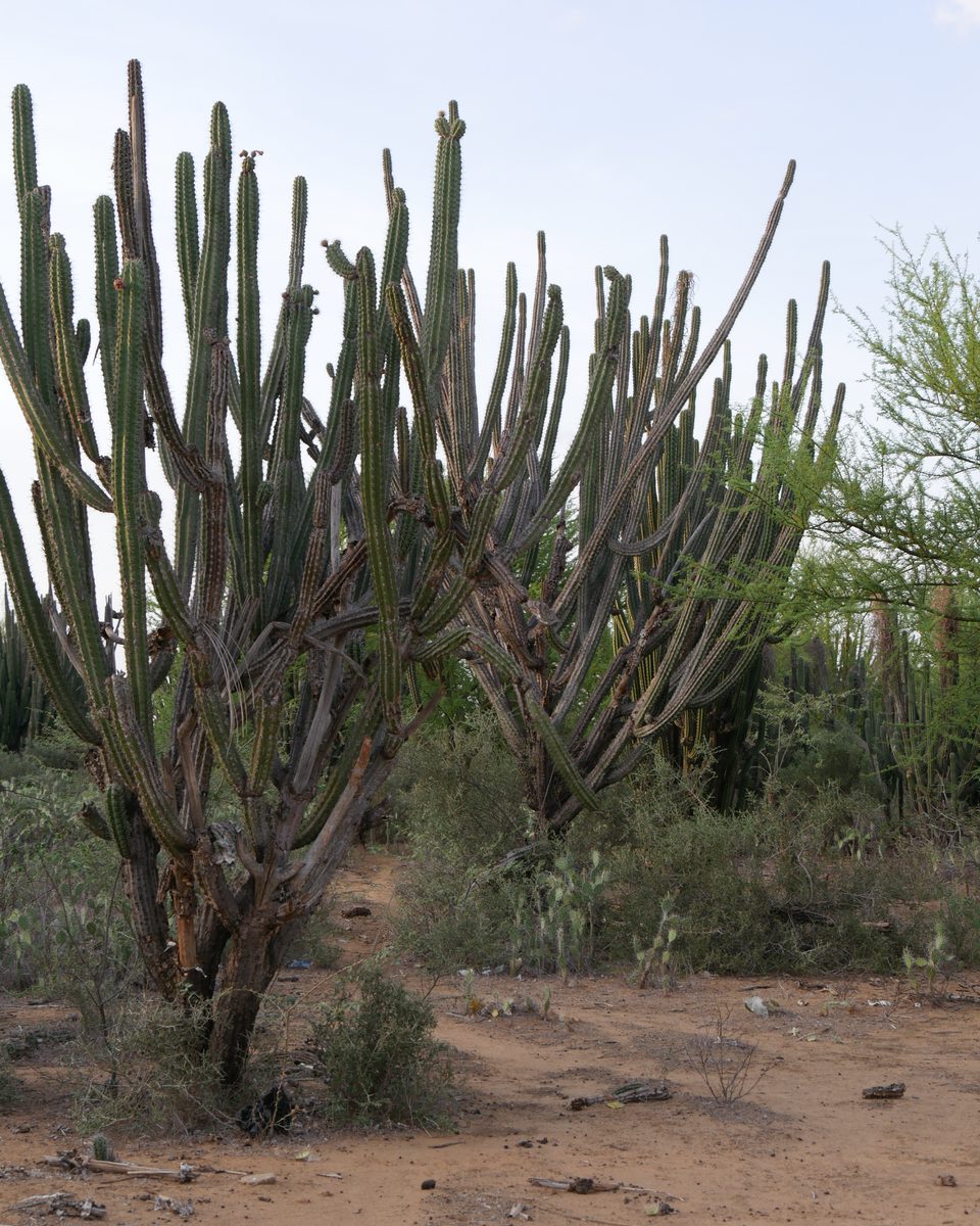 Imagick optimisé q82