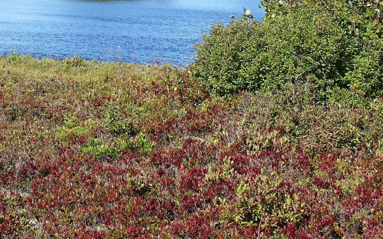 Imagick optimisé q82