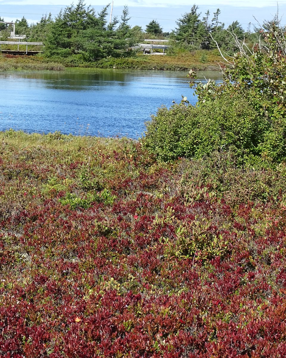 Imagick optimisé q82