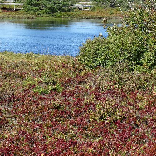 Imagick optimisé q82