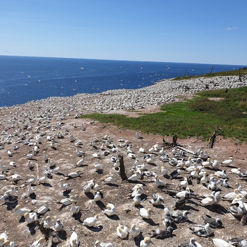 Imagick optimisé q82